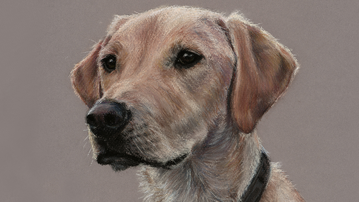 Milo the dog pastel portrait