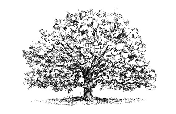 Ealing Common tree pen sketch