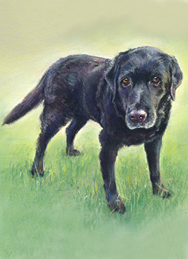 Fitou pastel dog portrait