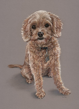 Lulu pastel dog portrait