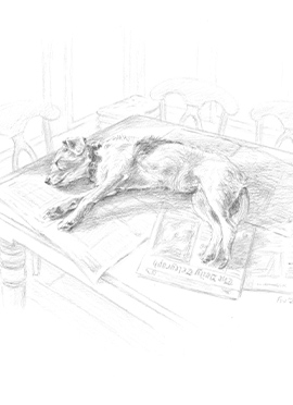 Dog lying on table