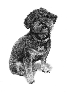 Martha charcoal dog portrait