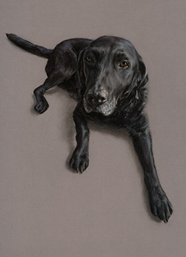 Pepper pastel dog portrait