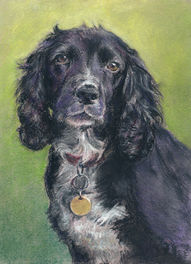 Tolly pastel dog portrait